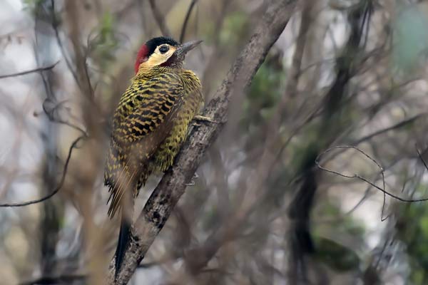 Carpintero Real Común