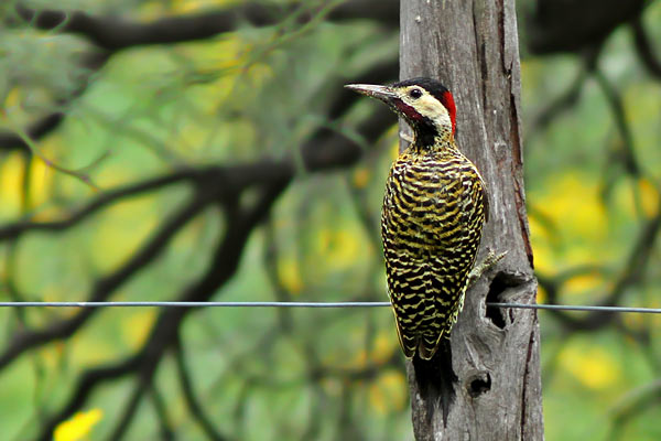 Carpintero Real Común