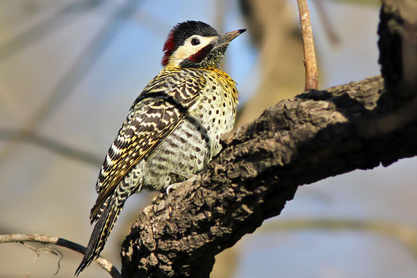 Carpintero Real Común
