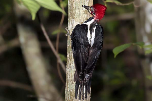 Carpintero Garganta Negra