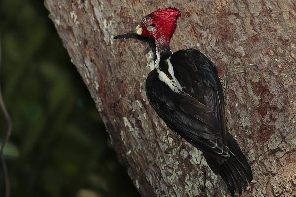 Carpintero Garganta Negra