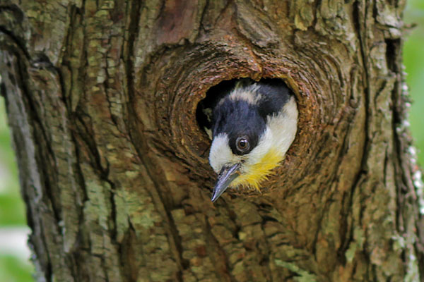 Carpintero del Cardón