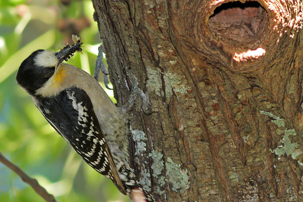 Carpintero del Cardón