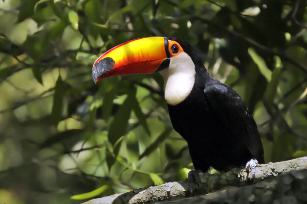 Tucán Grande