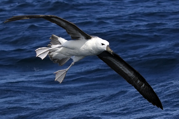Albatros Ceja Negra