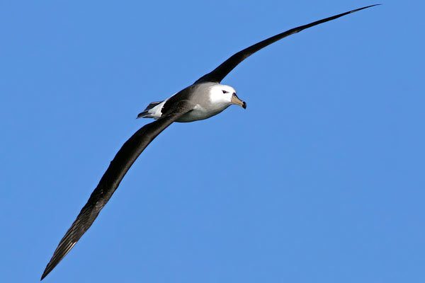 Albatros Ceja Negra