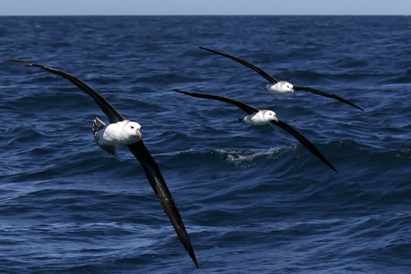 Albatros Ceja Negra