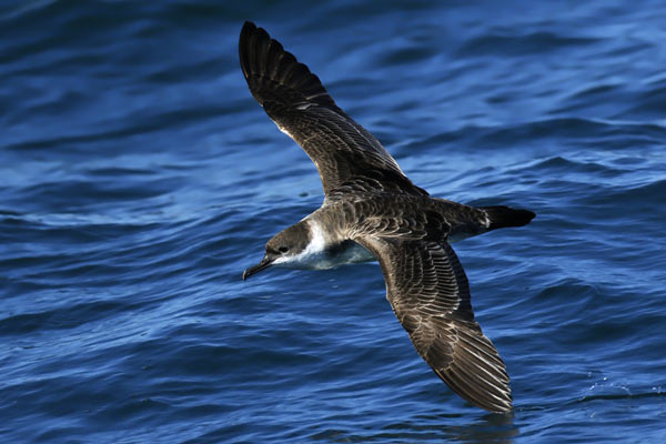 Pardela Cabeza Negra