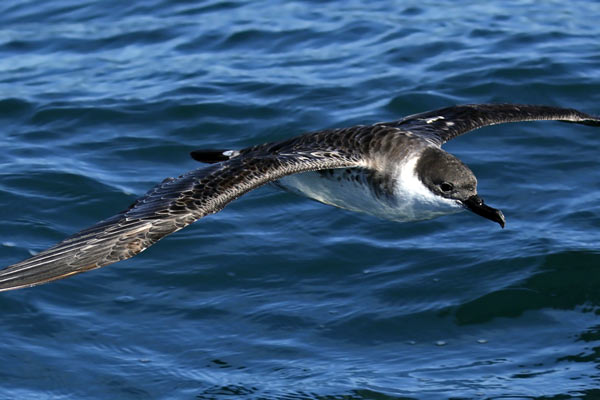 Pardela Cabeza Negra