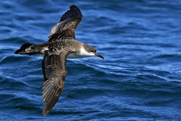 Pardela Cabeza Negra