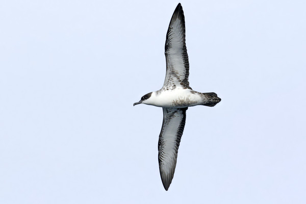 Pardela Cabeza Negra
