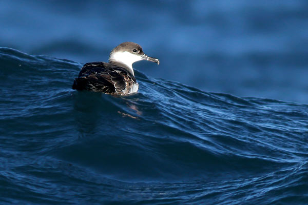 Pardela Cabeza Negra