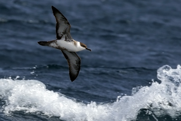 Pardela Cabeza Negra