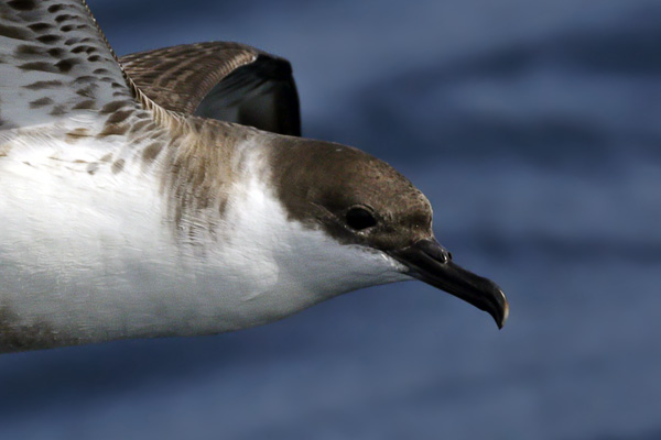 Pardela Cabeza Negra