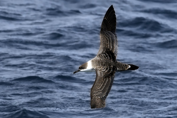Pardela Cabeza Negra