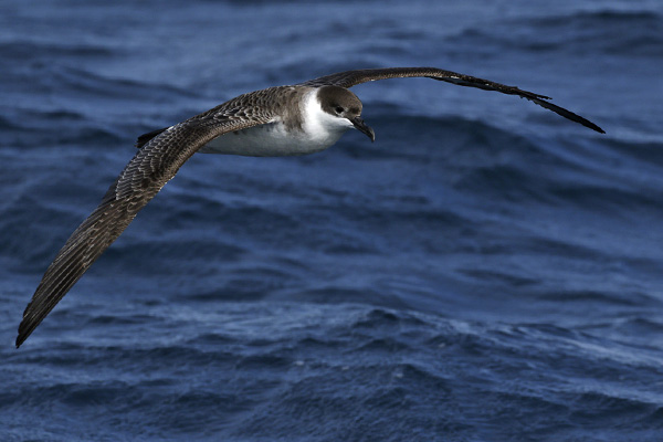 Pardela Cabeza Negra
