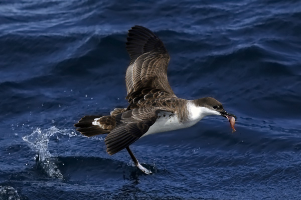 Pardela Cabeza Negra