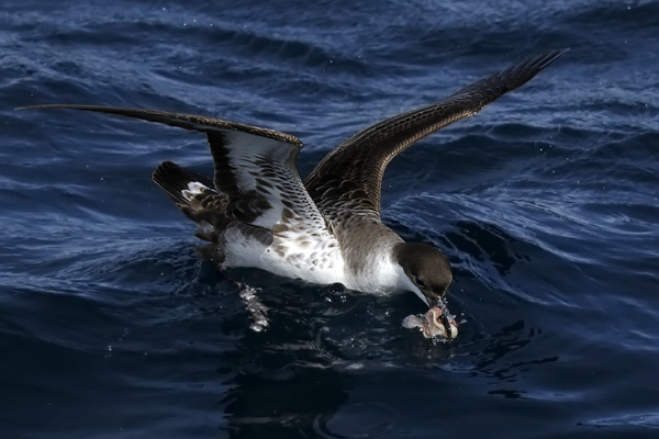 Pardela Cabeza Negra
