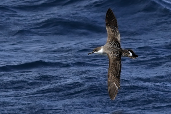 Pardela Cabeza Negra