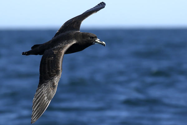Petrel Barba Blanca