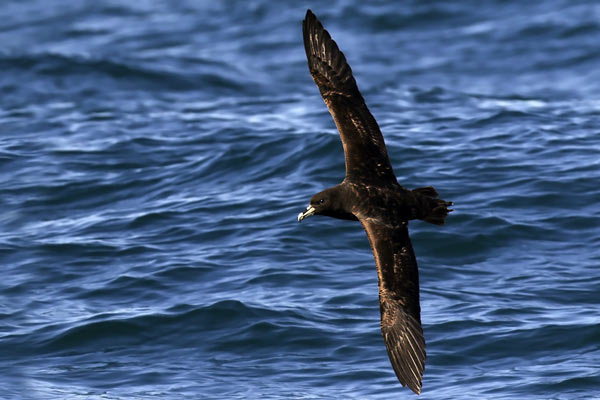 Petrel Barba Blanca