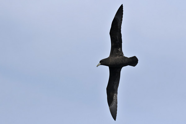 Petrel Barba Blanca