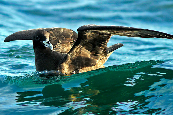 Petrel Barba Blanca