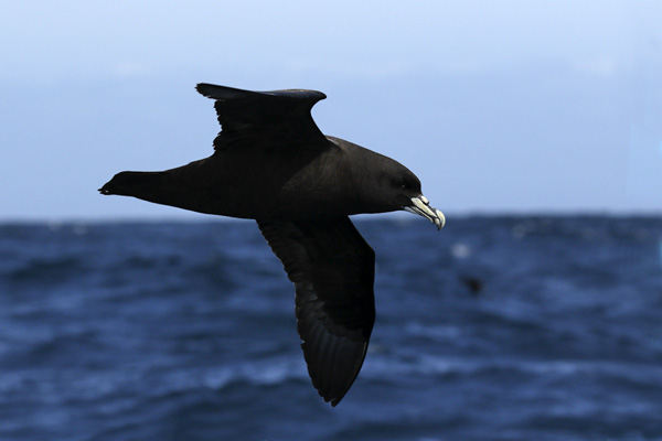 Petrel Barba Blanca