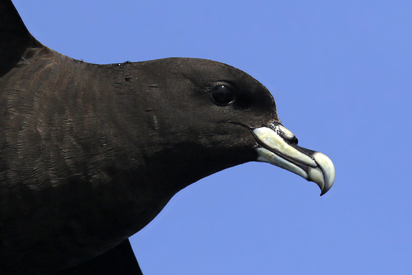 Petrel Barba Blanca