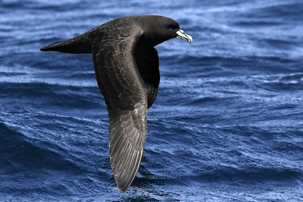 Petrel Barba Blanca