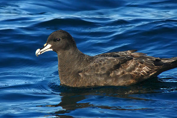 Petrel Barba Blanca