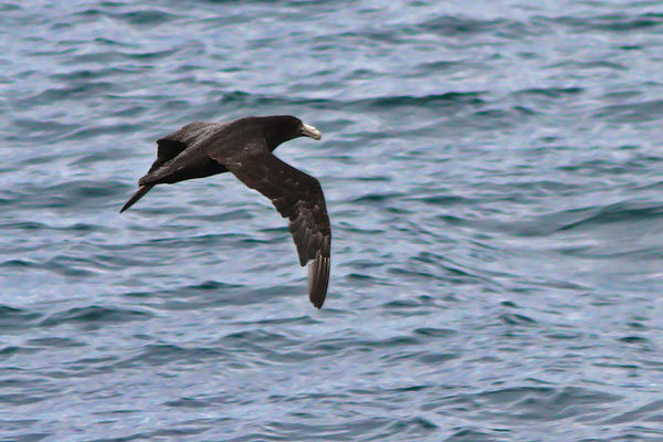 Petrel Gigante Común