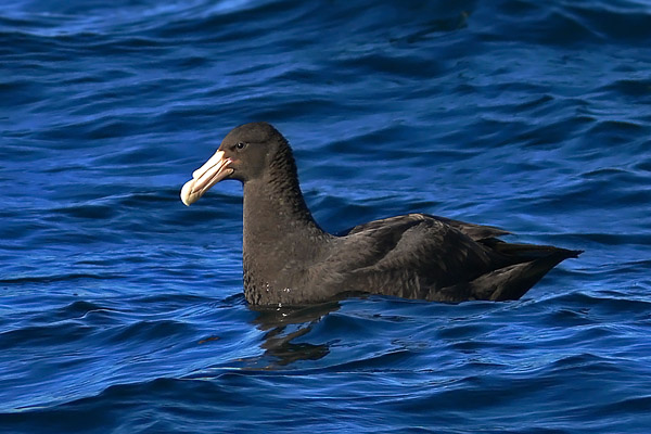 Petrel Gigante Común