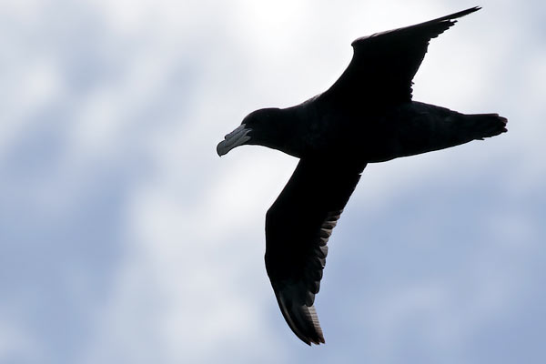 Petrel Gigante Común