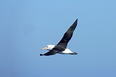 Albatros Ceja Negra