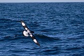 Petrel Damero