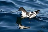 Petrel Damero