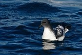 Petrel Damero