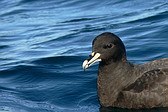 Petrel Barba Blanca