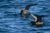 Petrel Barba Blanca