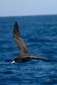 Petrel Barba Blanca
