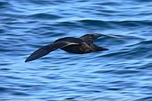 Petrel Barba Blanca