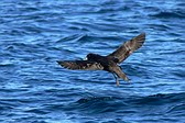 Petrel Barba Blanca