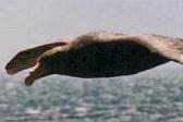 Petrel Gigante Común
