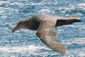 Petrel Gigante Común