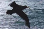 Petrel Gigante Común