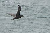 Petrel Gigante Común