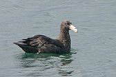 Petrel Gigante Común