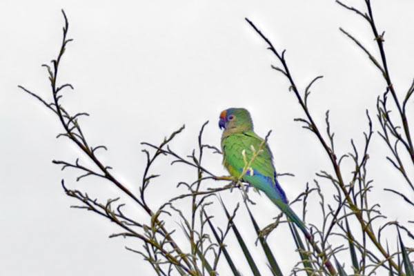 Calancate Frente Dorada
