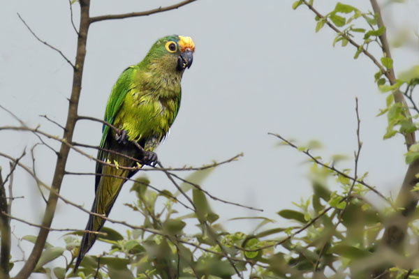 Calancate Frente Dorada